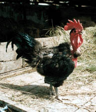 kakas.JPG (21291 bytes)